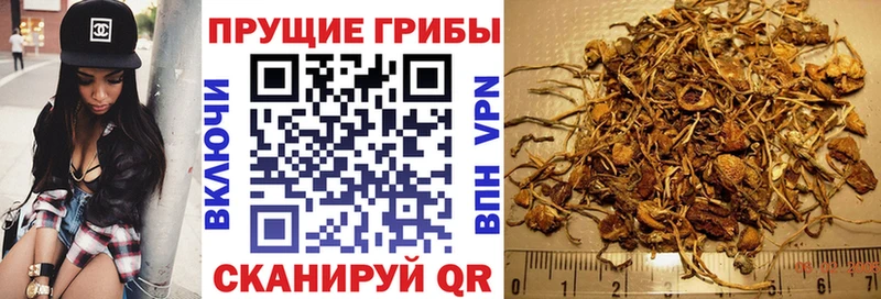Псилоцибиновые грибы Cubensis  Назрань 